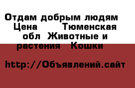 Отдам добрым людям › Цена ­ 5 - Тюменская обл. Животные и растения » Кошки   